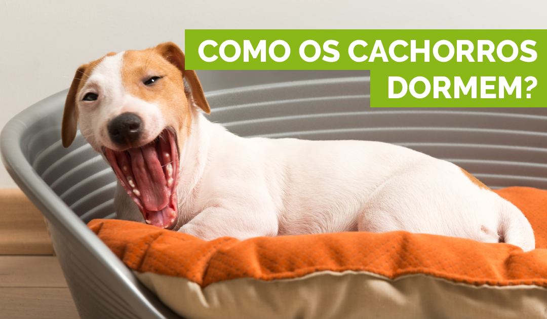 Como os cachorros dormem?