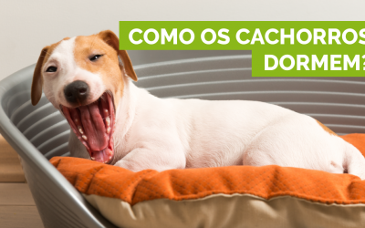 Como os cachorros dormem?