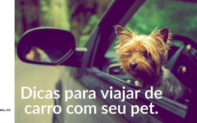 Dicas para viajar de carro com seu pet