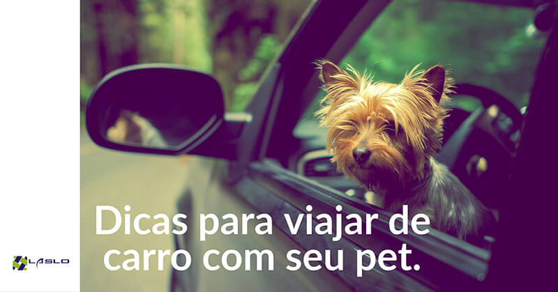 Dicas para viajar de carro com seu pet