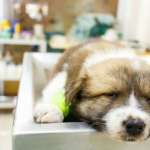 distribuidores-equipamentos-veterinarios-03