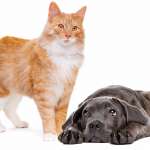 standing cat and a dog laying on front in front of a white background